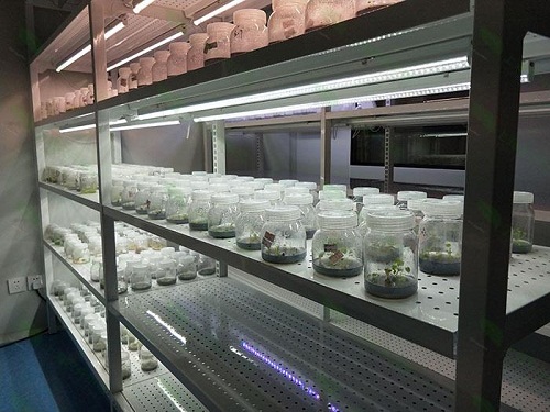 建瓯植物组织培养实验室设计建设方案